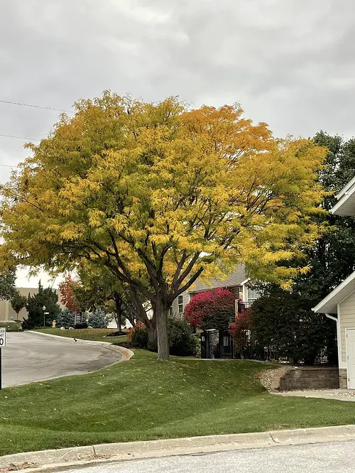Fast Growing Shade Trees in California 4