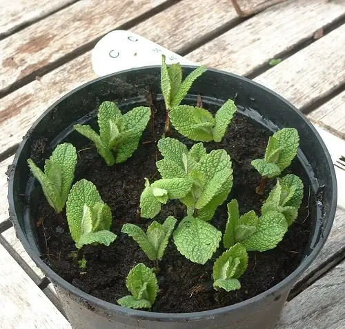 Growing Spices from Cuttings and Divisions 3