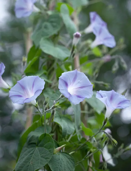 Pale Blue Flowers for Containers 3