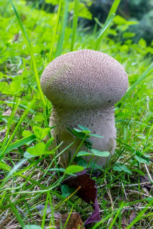 mushroom names with M 2