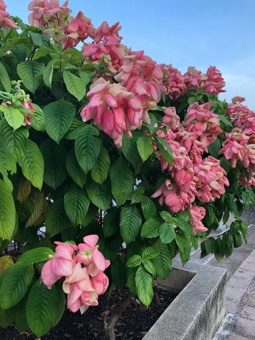 Colorful Plants in Florida garden 1