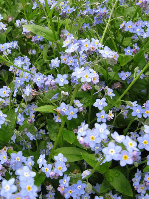 Swedish Flowers to grow 3