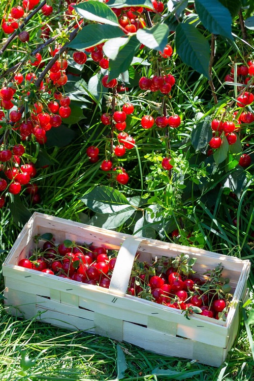 Fruits That Look Like Tomatoes 2