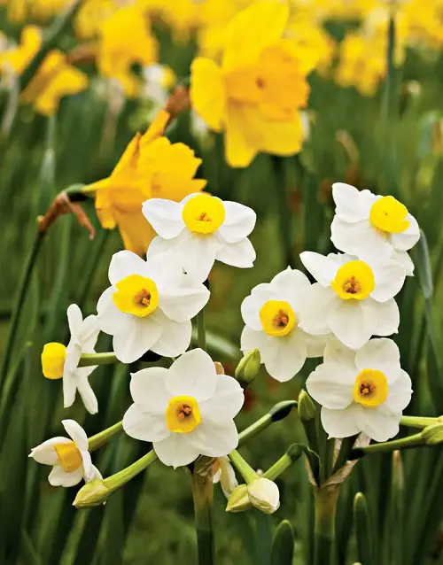 Feminine Flowers in pot