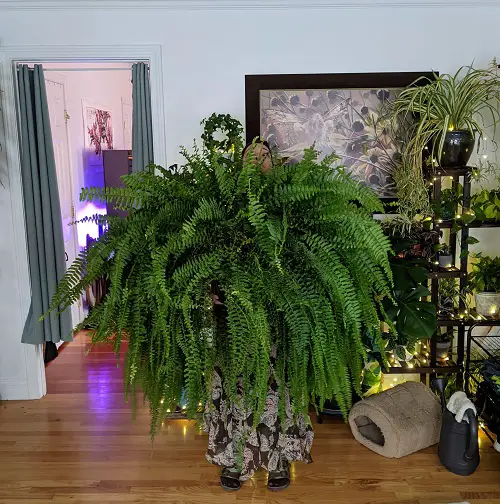 Indoor Plants that Self-Seed 4