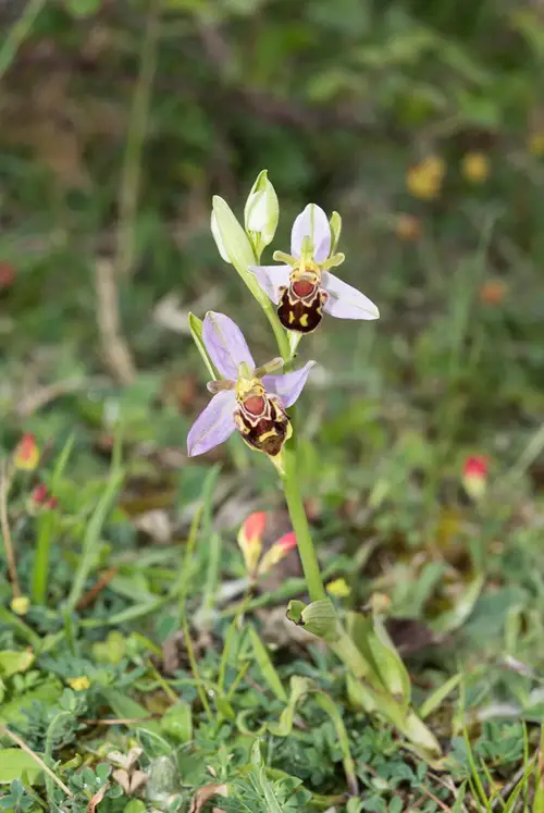 Bee Orchid Best German Flowers