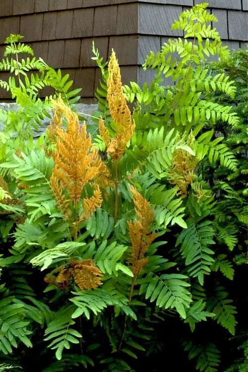 Yellow Ferns