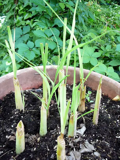 Growing Spices from Cuttings and Divisions 10