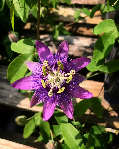 Flowers that Look Like Butterfly 9