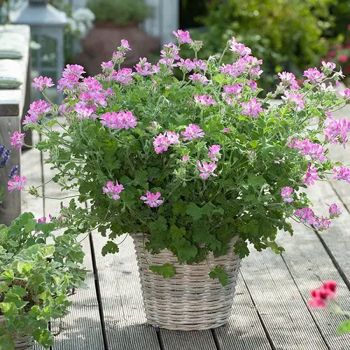 Fragrant Blossoms From South Africa 1