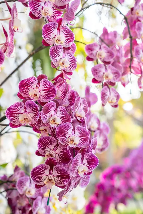 Flowers that Look Like Butterfly