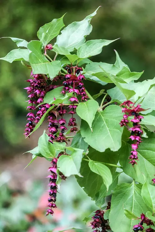 plants Prune in March for More Flowers 3