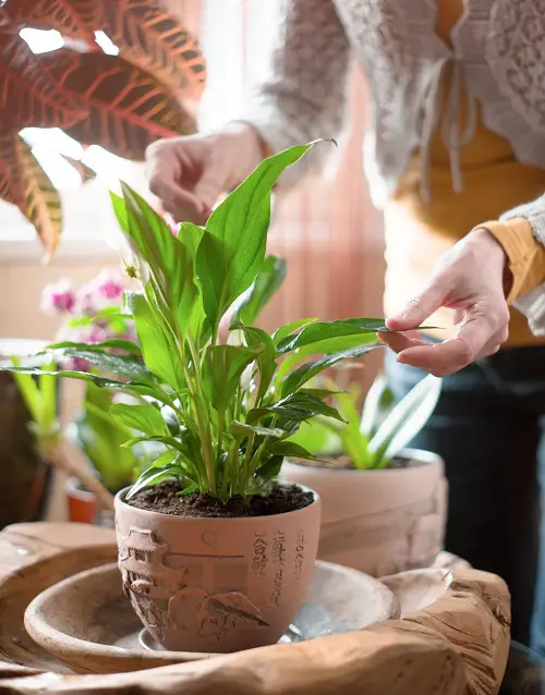 Relocate your plant to keeps cat away