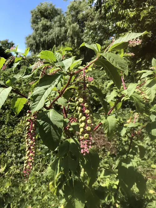 Weeds That Look Like Trees 11