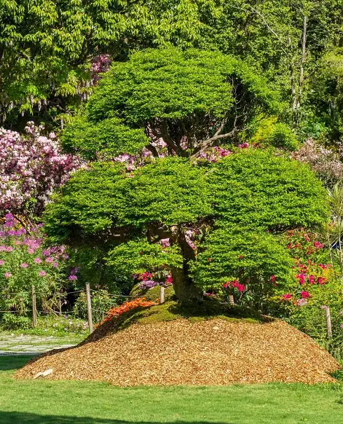 Fast Growing Shade Trees in California 8