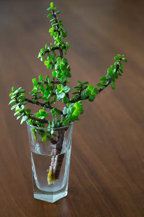 Jade Plant Varieties 11