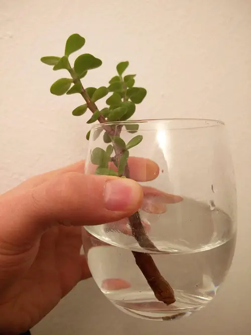 Jade Plant Varieties 9