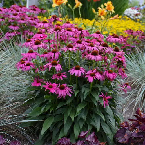 rabbit resistant flowers for garden 5