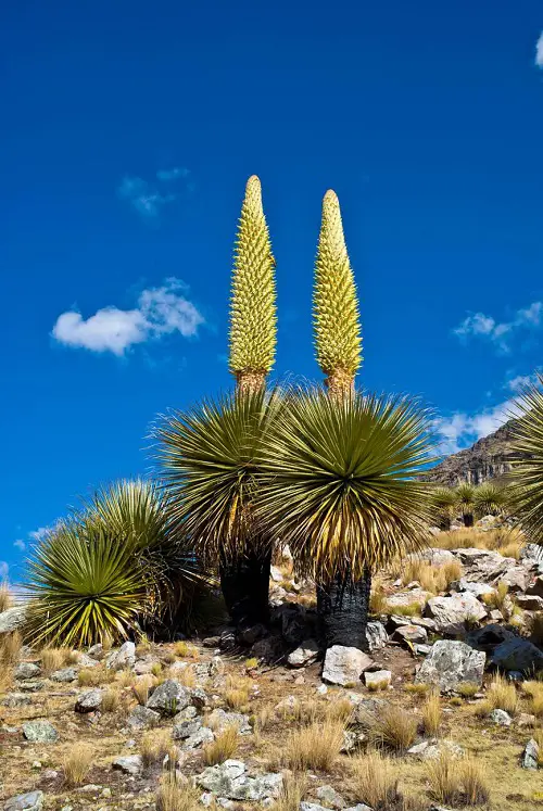 Plants That Look Like Pineapple Tops 2