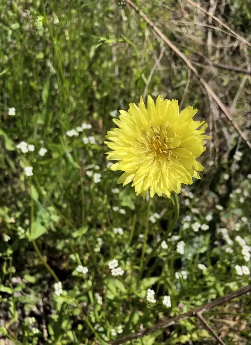 Flowers That Look Like Dandelions But Are Not