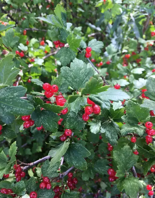 Plants You Should Prune in March for More Flowers 2