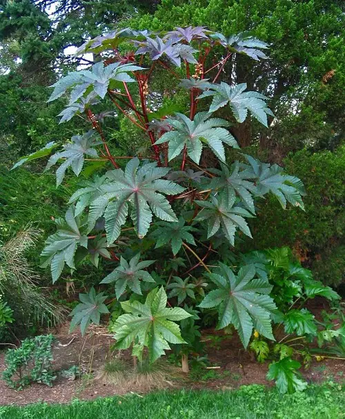 Weeds With Tree-Like Appearance 2