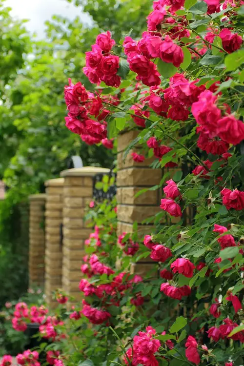 Feminine Flowers 1