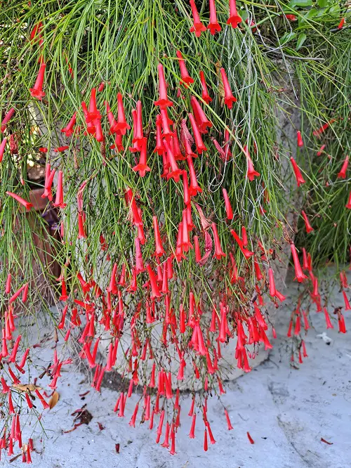 Flowers That Look Like Fire 5