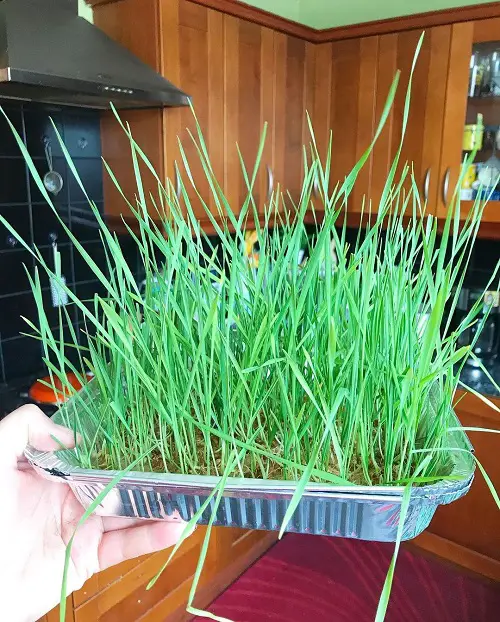 Dogs Can Eat Edible Grasses