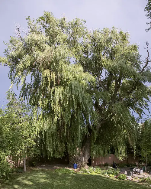 Fast Growing Shade Trees in California 7