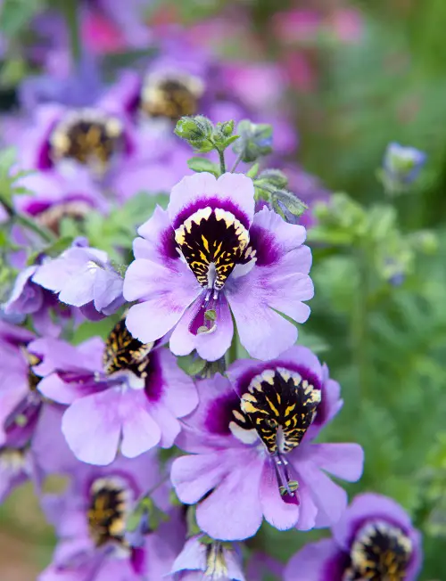 Flowers that Look Like Butterfly 2