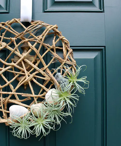 Sea Shell Air Plant Display