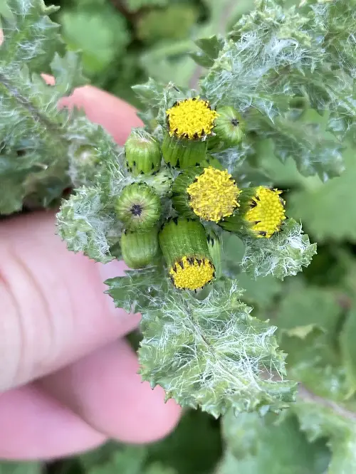 Flowers That Look Like Dandelions