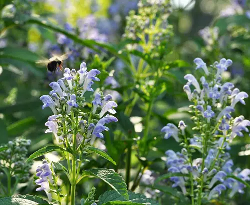 Bluebonnets like flowers in garden 2