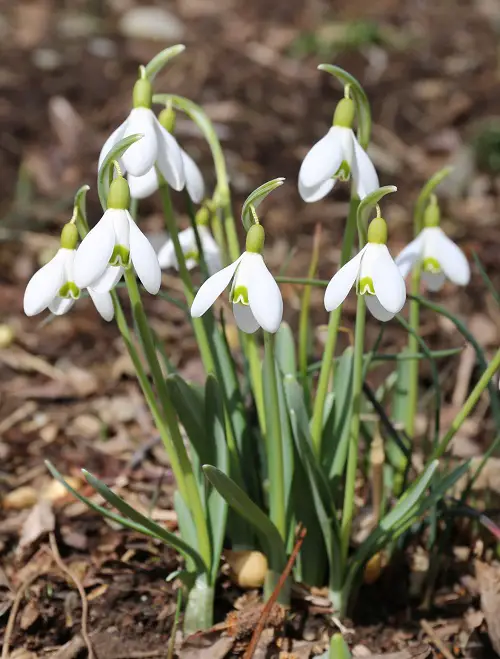 snowdrop flowers in garden