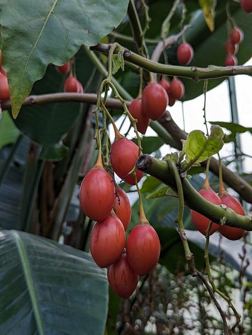 Fruits That Look Like Tomatoes 2