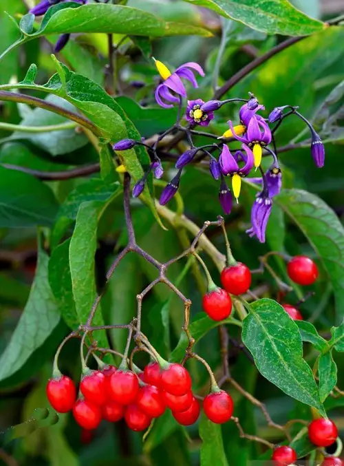  Red Berries vines