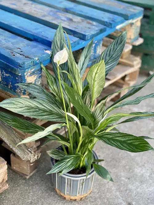 Stunning Variegated Peace Lily Varieties 5
