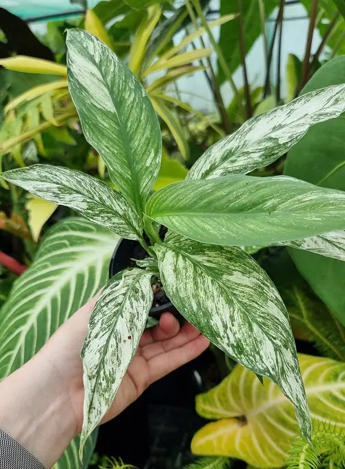 Stunning Variegated Peace Lily Varieties