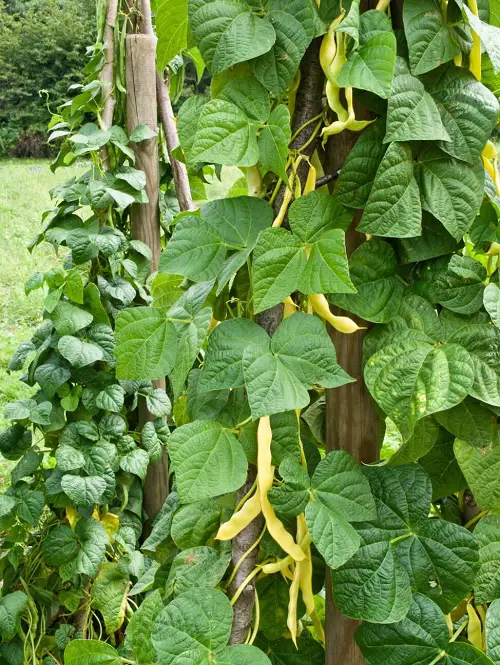 Climbing the Green Vegetable Vines
