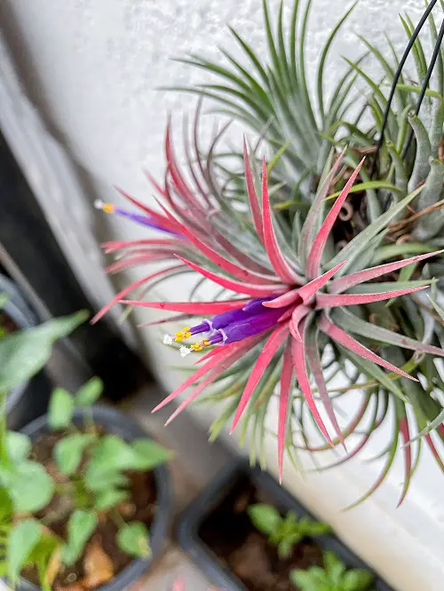 Plants That Look Like Pineapple Tops 4