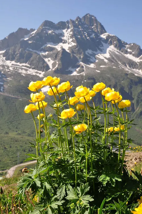 Globe Flower as swedish flower