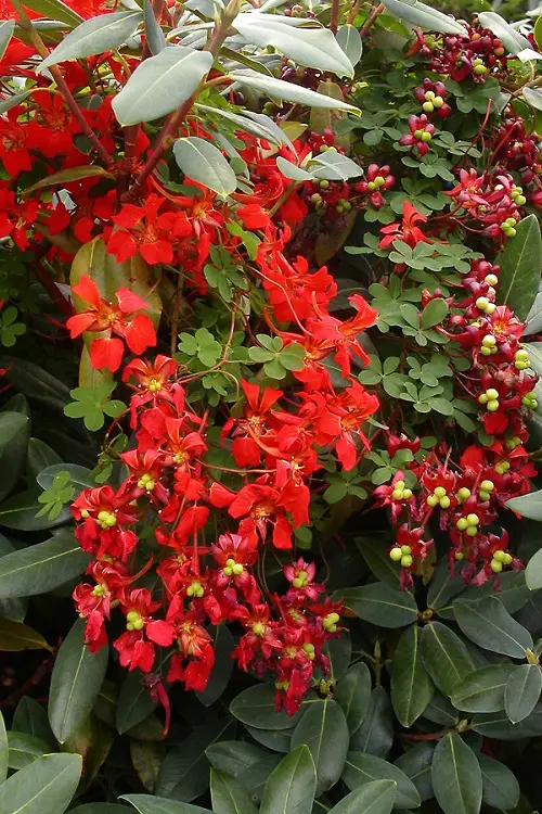 Flowers That Look Like Fire 16