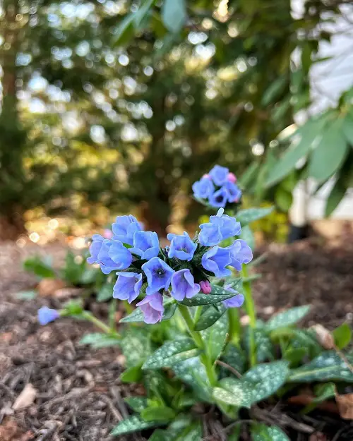 Light Blue Container Flowers