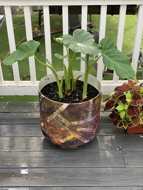 Propagate Elephant Ear Plant by stem cutting