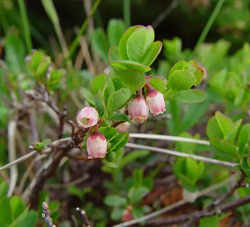 list of Swedish Flowers