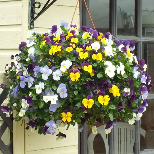 Fast Growing Flowers in hanging basket 