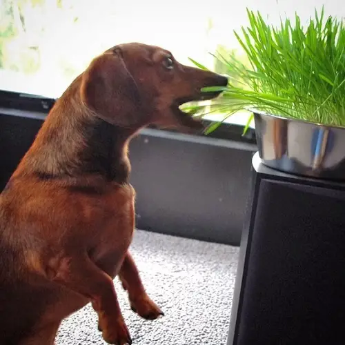 Dogs Edible Grasses