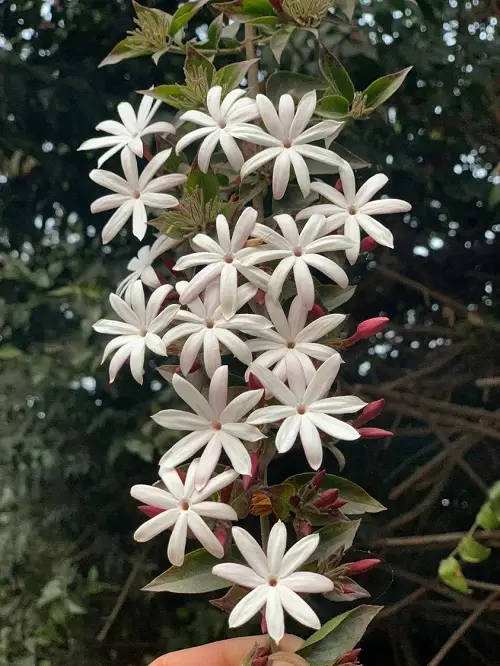 South African Fragrant Flowers 1