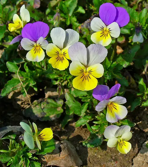 best low pollen flowers for allergic gardeners 4